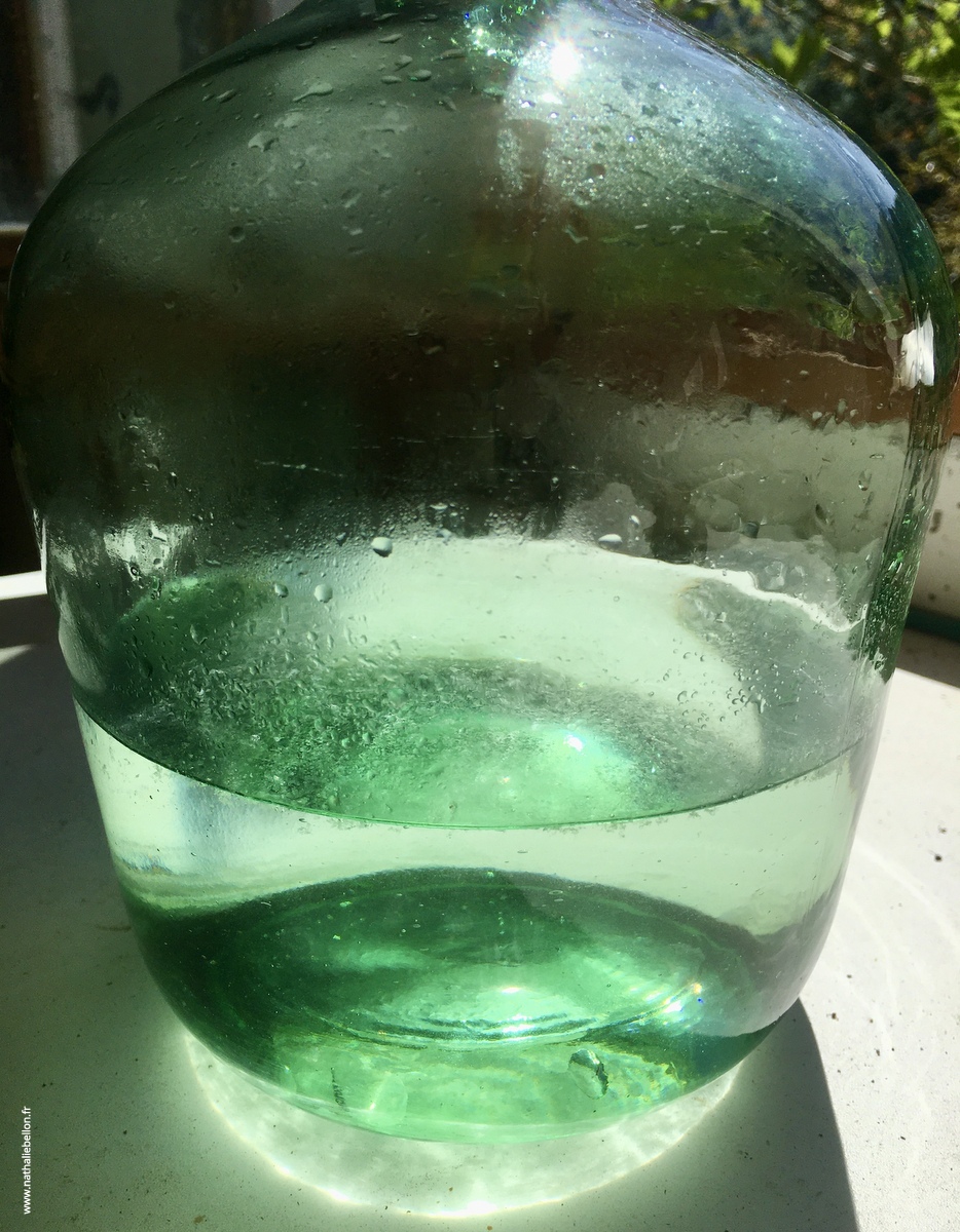 Distillat de roses dans une bouteille en verre verte, lumière par transparence.
